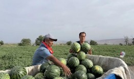 吃瓜小南第一集免费观看,揭秘神秘事件背后的真相